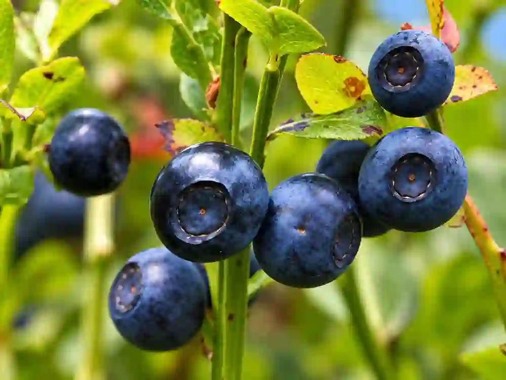 blue-berries
