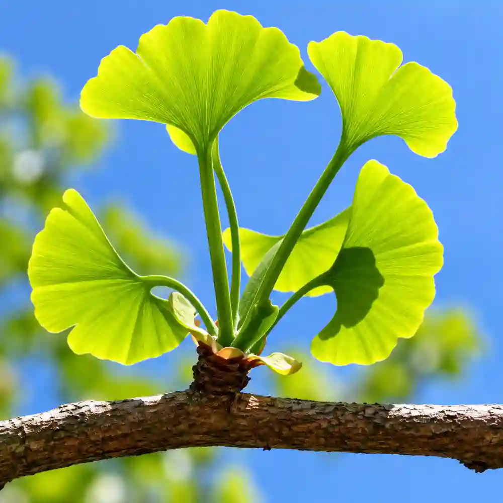 ginkgo-leaves